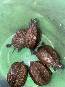 银线草龟,非常好看的五只草龟,有一只错甲,喜欢的直接拍,价格