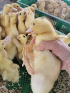 121人付款天猫塑料平网片养鸡苗鹌鹑鸭鹅脱温小鸡育雏漏粪网格宠物