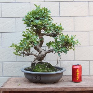 矮霸中国台湾小叶榕树盆景虎皮榕