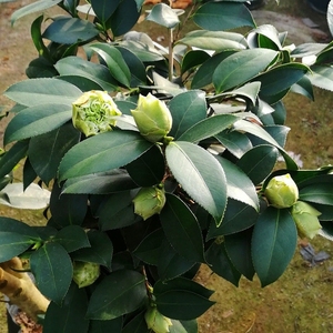 新品茶花 耐寒 绿可娜茶花 美国进口名贵珍稀花卉盆栽苗盆景阳