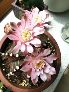 开花仙人球:紫牡丹,易群开易爆花,紫砂花盆.同城交易自取.含