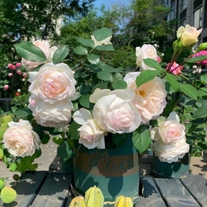 斯蒂芬男爵月季玫瑰花卉四季浓香阳台观花植物花苗庭院盆栽.