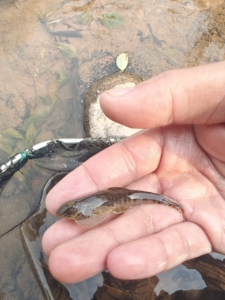 方氏拟腹吸鳅,广西种,数量不多