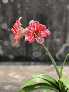 000人付款淘宝十二单衣朱顶红,拍摄于2022-4-20,有花叶,侧球43元