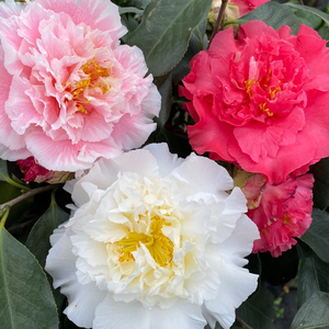 三赛茶花三品一树一树三色粗五公分左右高一米左右