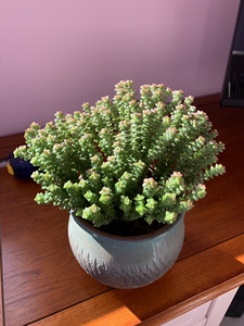 小米星群,养多肉8年,基本都控养,虽然不舍,因为要搬家没地方