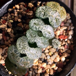 写乐系玉扇[小矶]h.truncatakoiso安吉拉的