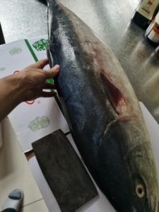 【10——20斤大鲅鱼】年货送礼佳品海鱼特大黄金鲅鱼黄狮鱼青