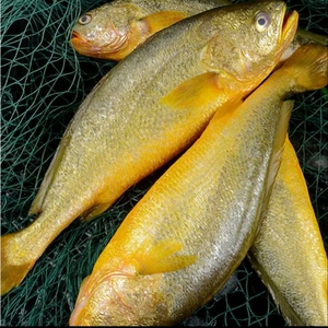 本港新鲜当日半野生大黄花鱼大黄鱼 海鲜活鲜 净重无冰