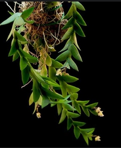 剑叶石斛,标价为苗价.