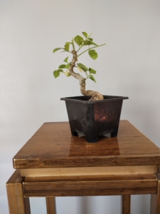 顺丰到付,指尖盆景日本绯玉真弓