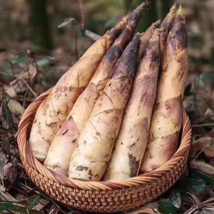 福建建瓯雷笋9斤65.8元春笋小雷笋新鲜春笋甜笋竹笋