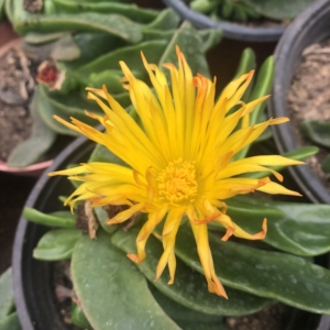 000人付款淘宝佛手托金多肉植物佛手掌宝绿花舌叶兰室内净化空仙人金