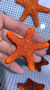 澳洲饼干海星 西非海星