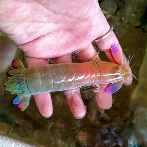 深海捕捞七彩虾蛄 皮皮虾 彩虹螳螂虾