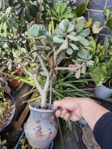 蓝鸟花月玉树金枝玉叶黄金花月老花月锦白牡丹等