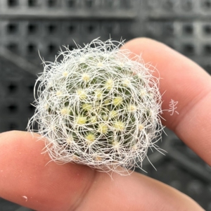 实生混乱玉仙人球——包邮圆通(wzs阿生554465.