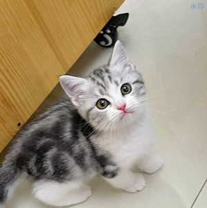 美短起司加白虎斑标斑五粉满背 颜值天板