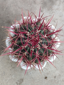 植物员外实生仙人球美系输入狂刺红虎虎年蕴意红红火火喜欢可以私