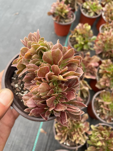 紫羊绒法师缀化,10厘米左右,3元一棵.