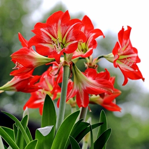 朱顶红,米克斯,有大球(8cm)和中球(6cm)小球(3cm