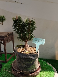 【千寿丸黑松小苗】千寿丸黑松小苗品牌,价格 - 阿里巴巴