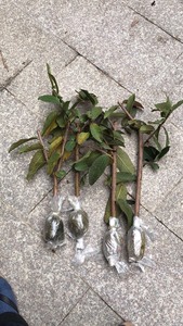 四季红番石榴苗，高压苗果树！直径大概2厘米左右，广州增城石滩