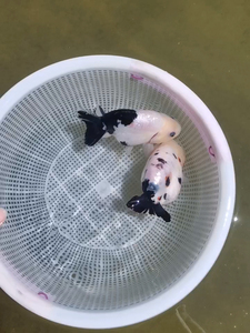 福州兰寿金鱼 奶牛 精品