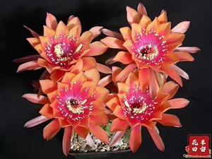 剑芒丸