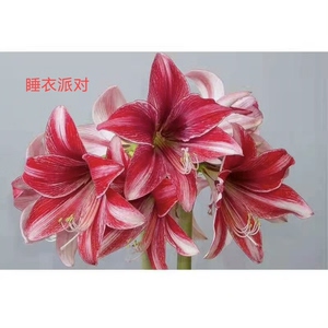 朱顶红睡衣派对,直径4厘米,包对版,偏远不包邮