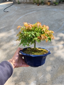 进口清姬枫树盆景盆栽,蘑菇头造型,处置饱满,换个盆更漂亮.