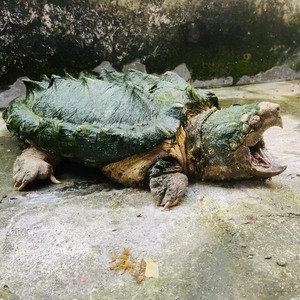 纯种大鳄龟进口原色大鳄淡彩gold大鳄苗现货包风险活体钓鱼龟