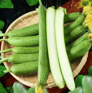 美绿丝瓜