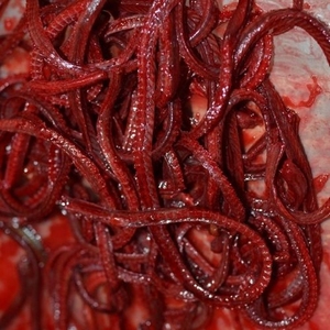 慕歌农家小院淘宝一份包邮黄鳝骨粉黄鳝骨头粉长鱼骨头粉鳝鱼骨头粉