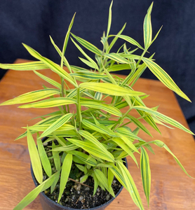 姬翠竹小盆景办公室