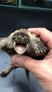 黄甲杂佛鳄龟,9.5厘米,健康凶猛,品相如图,63元包邮