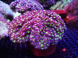 双色榔头猪腰珊瑚金榔头金猪腰软体火柴头lps海水鱼缸活体