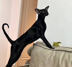 纯黑色东方短毛猫,东短,对外借配找女朋友～俄罗斯回国,带证书