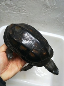 墨龟草龟宠物龟中华草龟,自己外塘冷水养殖,超级斤墨,皖南巨型
