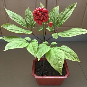 长白山人参种苗