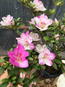 日本实生皋月樱之祝杜鹃很大一颗,花色很仙稀有品种喜欢的拍