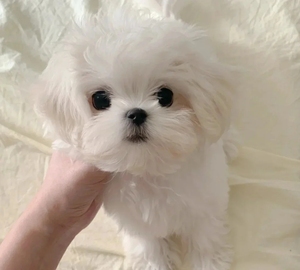 000人付款淘宝纯种马尔济斯犬韩版血统马尔济斯幼犬宠物狗白色小体