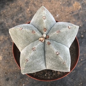 000人付款淘宝五角银沙鸾凤玉星球属 易开花大黄花品种 实生仙人球 满