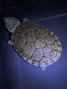 虎纹蛋龟成体图片