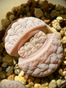 荒玉c385 生石花