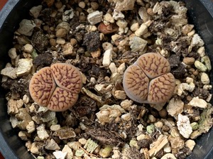 线招福玉生石花