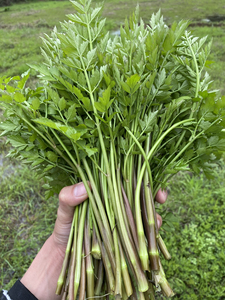 湖南新鲜绿色时令蔬菜野生水芹菜野芹菜农家蔬菜小叶水芹菜 7元