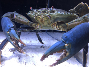 蟹王精品大青蟹斯里兰卡纯野生