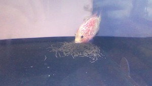罗汉观赏鱼金花泰金，18公分长母鱼，下蛋鱼