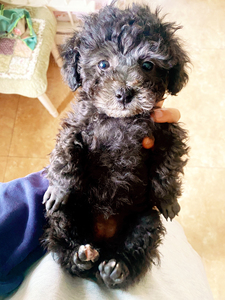 家养灰色泰迪,生了一窝小灰灰.狗爸狗妈都是纯种灰色,狗狗成年